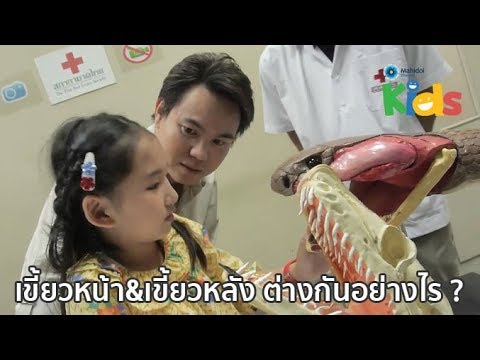 คลิกเพื่อดูคลิปวิดีโอ
