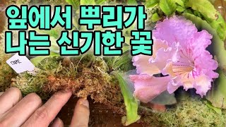 잎에서 뿌리가 나는 꽃이 예쁘고 신기한 식물 스트렙토카르푸스