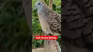 Download lagu Perkutut Betina Gacor Memanggil Jantan #perkututbetina mp3 Download lagu Perkutut Betina Gacor Memanggil Jantan #perkututbetina mp3