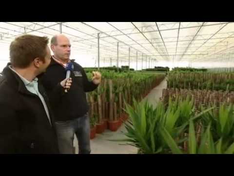 BR - vom Salat bis zur Yuccapalme