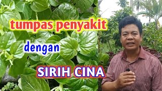 Download lagu Berbagai Khasiat Sirih Cina Untuk Melawan Penyakit mp3