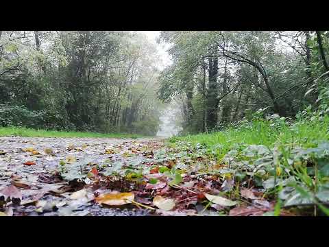 5 Hours Rain on Leaves on a Forest Road in Autumn - Rain Sounds for Relaxation and Sleep