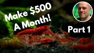 Breeding Shrimp For Profit in 2023 - How to make money as a shrimp breeder!