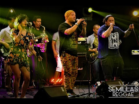 SEMILLAS REGGAE