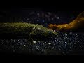 14 months of Bichir / Polypterus growth in One Video!