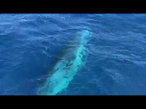 Nordhavn 76 Florida to Australia yacht delivery #southpacific #nordhavn #boat 