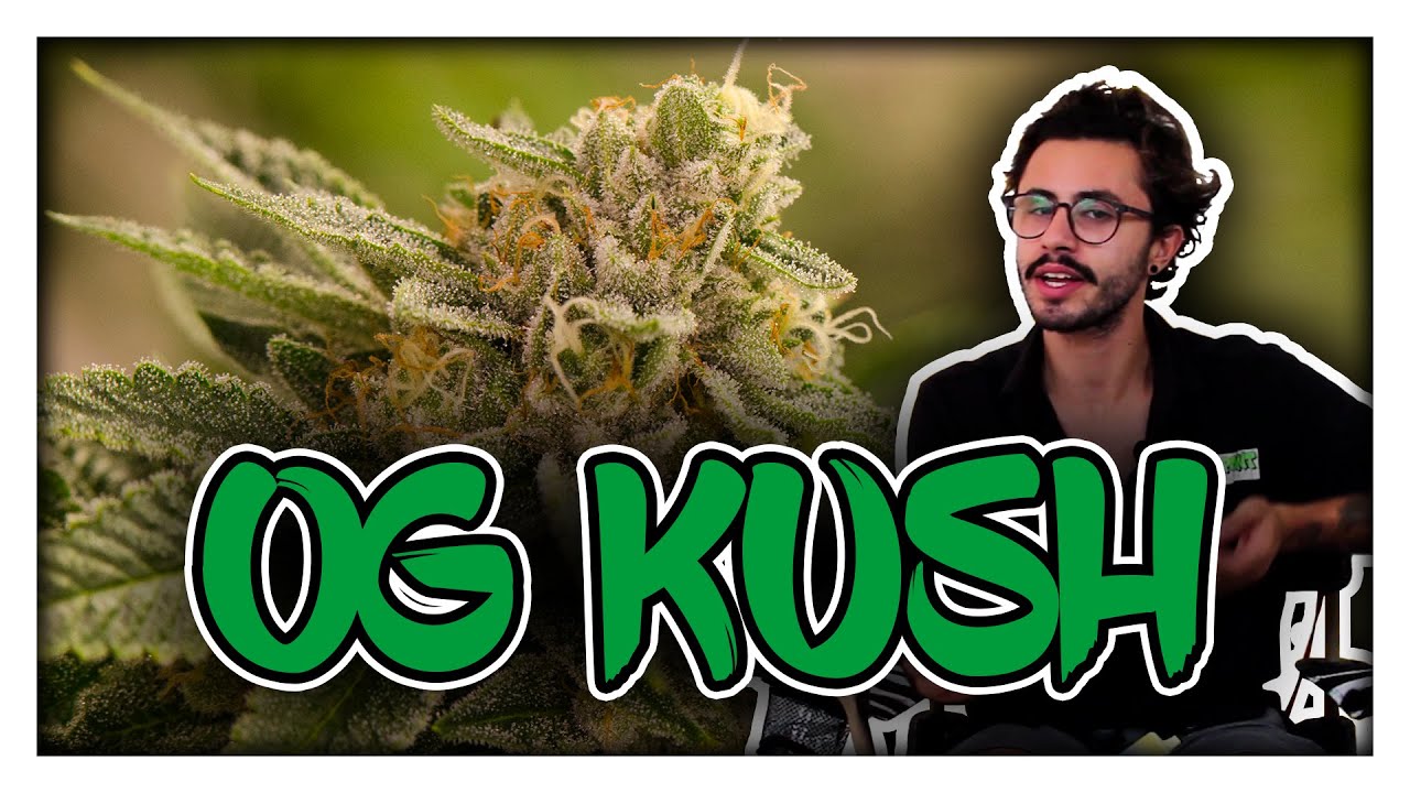 Marijuana strains: OG Kush