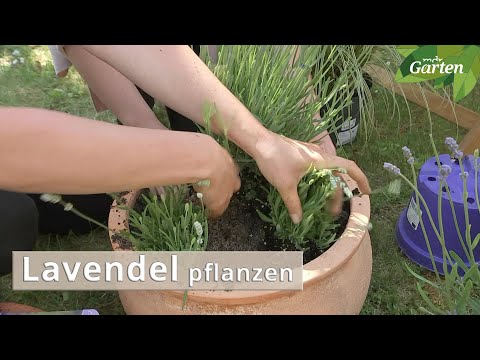 So fühlt sich Lavendel im Kübel wohl | MDR