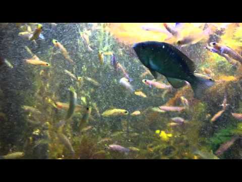 会計学科 ユーチューブyoutube.comが名古屋港水族館になった！感動のイルカや魚たち！税理士木村勝則の独り言！経営革新等支援機関近畿財務経済産業局認定木村勝則税理士事務所滋賀県高島市安曇川町