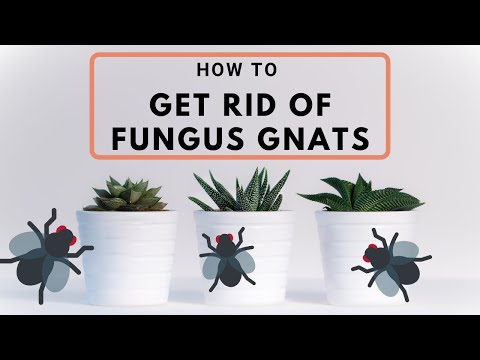 How to Get Rid of Fungus Gnats on Indoor Plants