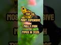 Top 05 Most Expensive Molly Fish Types In 2025 Rare Aquarium Fish Shorts Mollyfish Aquarium