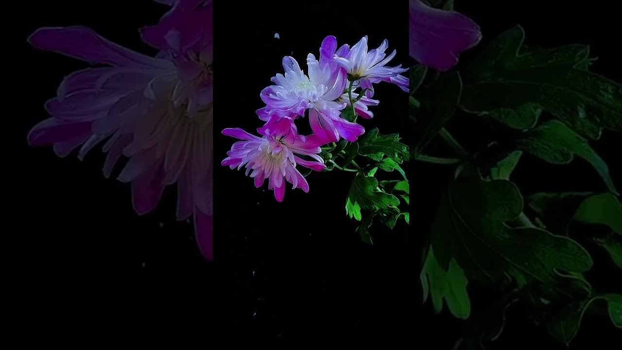 world special rainy water drops sound effects | nature animation