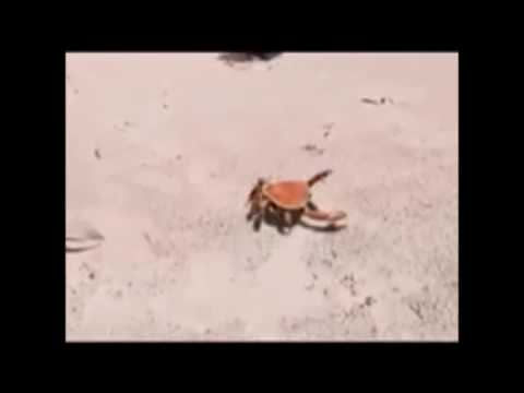 range fellon (side b) -  Daniele Sepe