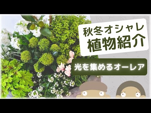 シルフィア 植物