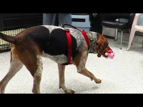 Barley, an adopted Coonhound in Hood River, OR_image-1