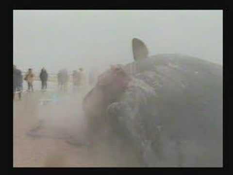 Exploding whale on the beach of Ameland -Holland