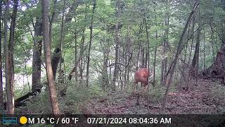 7 21 2024 Buck Up Close