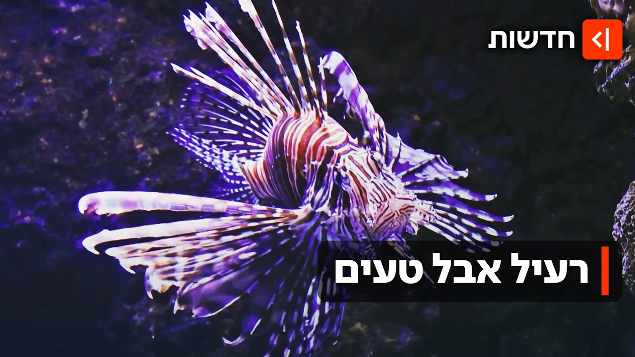המין הפולש שהתגלה כמעדן: תחרות הדיג של טורף העל שהגיע לחופי ישראל