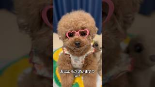 ４月もよろしくお願いします❗️ #トイプードル #おすすめ #犬のいる生活 #犬のいる暮らし #イッヌ