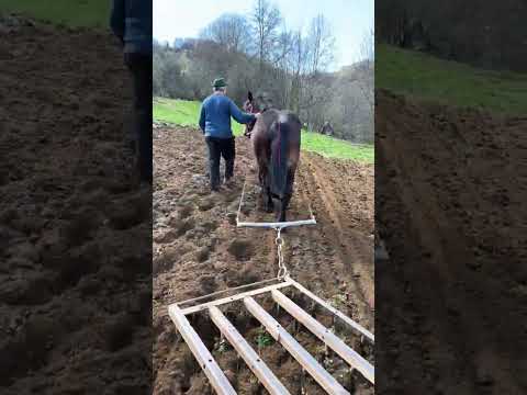 Așa a fost copilăria mea! #shortvideo #horse #animals #cowboys #farm  #maramures #duet #agriculture