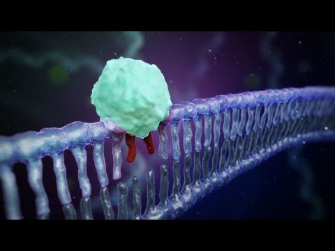 DNA-Schadensreaktion