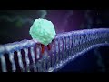 DNA Damage Response