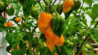 Pepper Plants UPDATE  - 2025 Hot Pepper Growing Season  - How to grow hot peppers