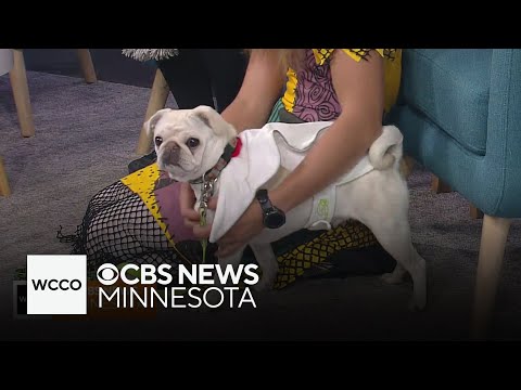 Looking to parade your pet's Halloween costume? - YouTube