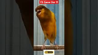 Download lagu Kenari YS Gacor Nembak Panjang Cuit Cuit Cocok Buat Pancingan ‼️ - Kicau Mania Shorts mp3 Download lagu Kenari YS Gacor Nembak Panjang Cuit Cuit Cocok Buat Pancingan ‼️ - Kicau Mania Shorts mp3