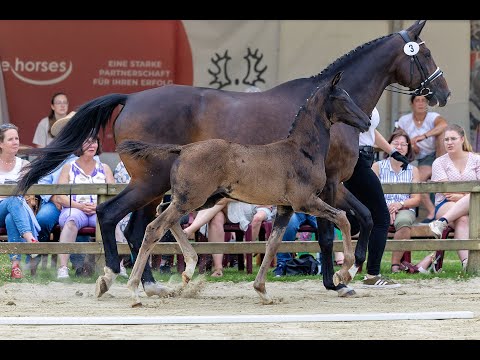 Kat. Nr. 3 - Bundesturnier Fohlenauktion (1. Präsentation)