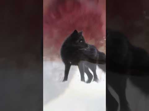 rare black fox | fox | #blackfox #shorts