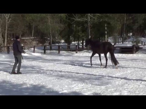Capuccina, von Sir Fidergold- verkäuflich