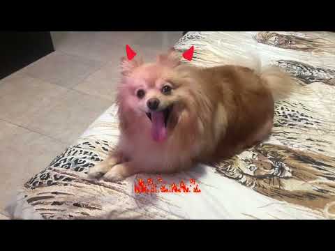 KUMI QUIERE UNA HAMBURGUESA PARA PERROS 🐕 PERO ES POBRE 😢 #pets #perros #tiktok #cat #perrogracioso