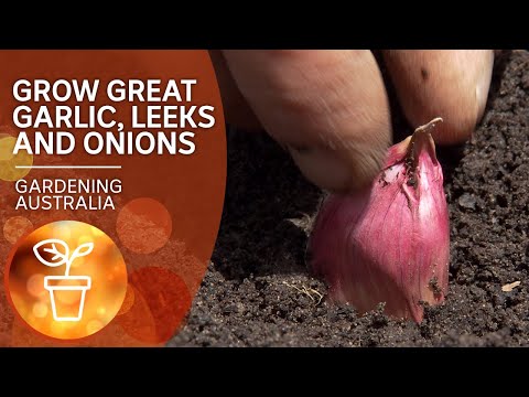 , title : 'How to grow great garlic, onions, leeks and spring onions | Growing vegies | Gardening Australia'