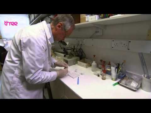 What's In An Ecstasy Tablet? - How Drugs Work, Ecstasy, Preview - BBC