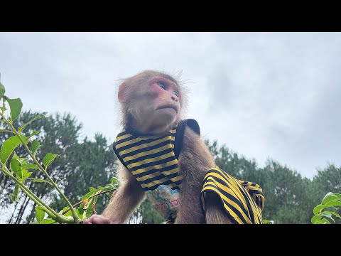 Reason why Monkey Max go deep into the forest Let's find out with Max's Uncle!