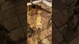 Video preview image #1 Labrador Retriever-Unknown Mix Puppy For Sale in La Verne, CA, USA