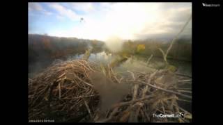 Video 2013 10 18 091000  BIRD TAKES OFF FROM NEST TREE +SLOW MOTION & SCAPS