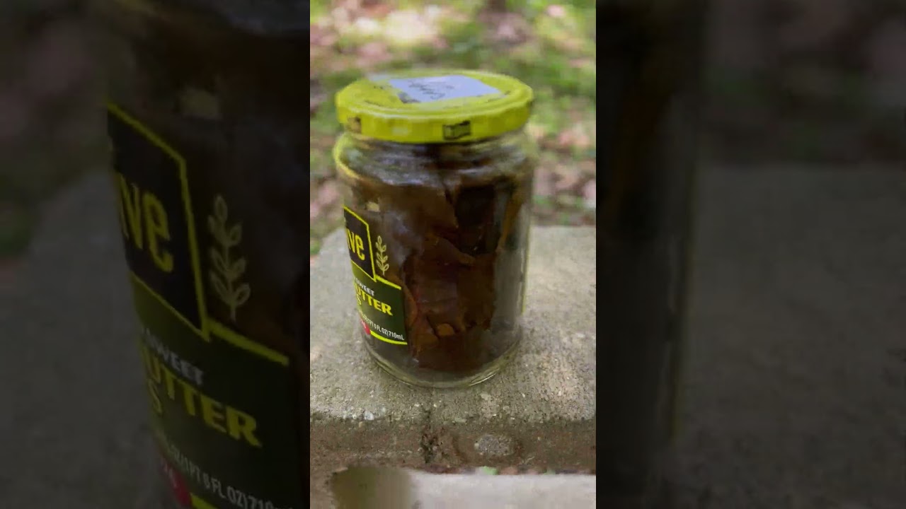 #camphor #mosquitos #herbs  Short video of two camphor trees in my yard