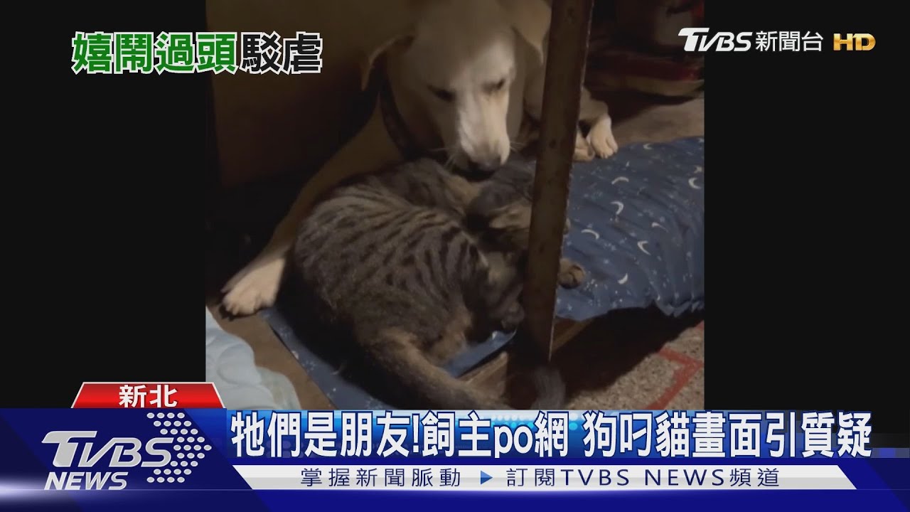 牠們是朋友!飼主po網 狗叼貓畫面引質疑