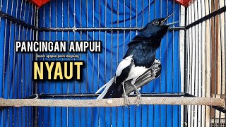Download lagu SUARA BURUNG kacer gacor NGEPLONG tarung ini paling ampuh buat PANCINGAN KACER agar EMOSI mp3 Download lagu SUARA BURUNG kacer gacor NGEPLONG tarung ini paling ampuh buat PANCINGAN KACER agar EMOSI mp3
