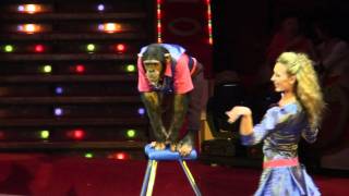 Смотреть онлайн Веселый цирковой номер с обезьяной