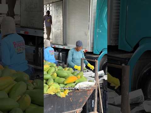 Carregamento de mamão em Inhambupe BA. #mamão #agro #produtorural #roça