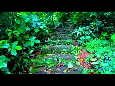 4K Virtual Hike through Canadian Forest (with Nature Sounds) - Incredible Nature