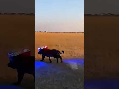 Police Siren Stampede: Lions Panic at a Flashing “Chase Light”! 🤣🐗🦁 사자들이 번쩍이는 추격 불빛에 혼비백산!