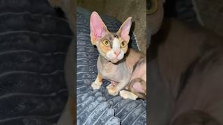 Mom cat #cat #cute #catvideo #cutecat #funnyvideo #funny
