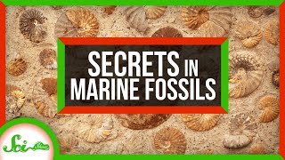 3 Secrets About Ancient Earth, Hidden in Marine Fossils