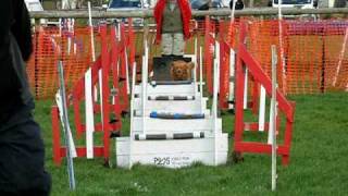 preview picture of video 'T4 Flyball Nova Scotia Duck Tolling Retriever  Anglesey'