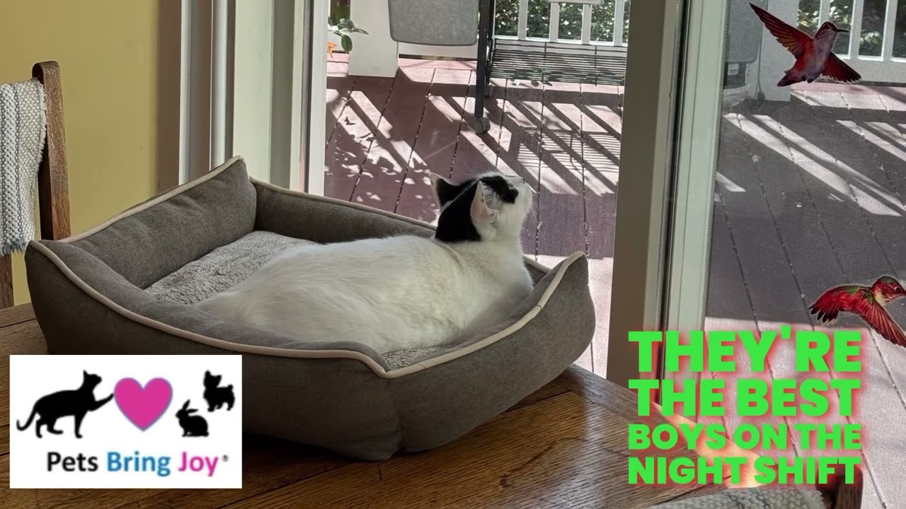 Luke and Hummus, a Adoptable Domestic Short Hair in Fairfax, VA video 6/6