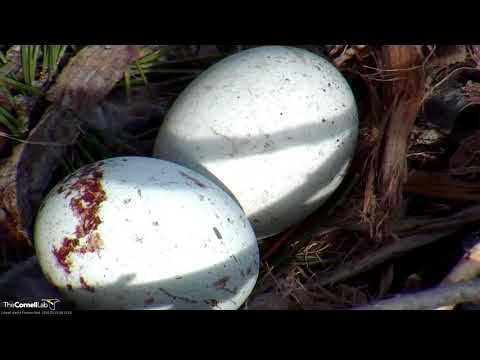Close Up On Two Red-tailed Hawk Eggs – March 20, 2018